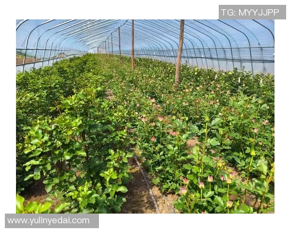 花卉种植技术与管理方法的创新研究与实践探索